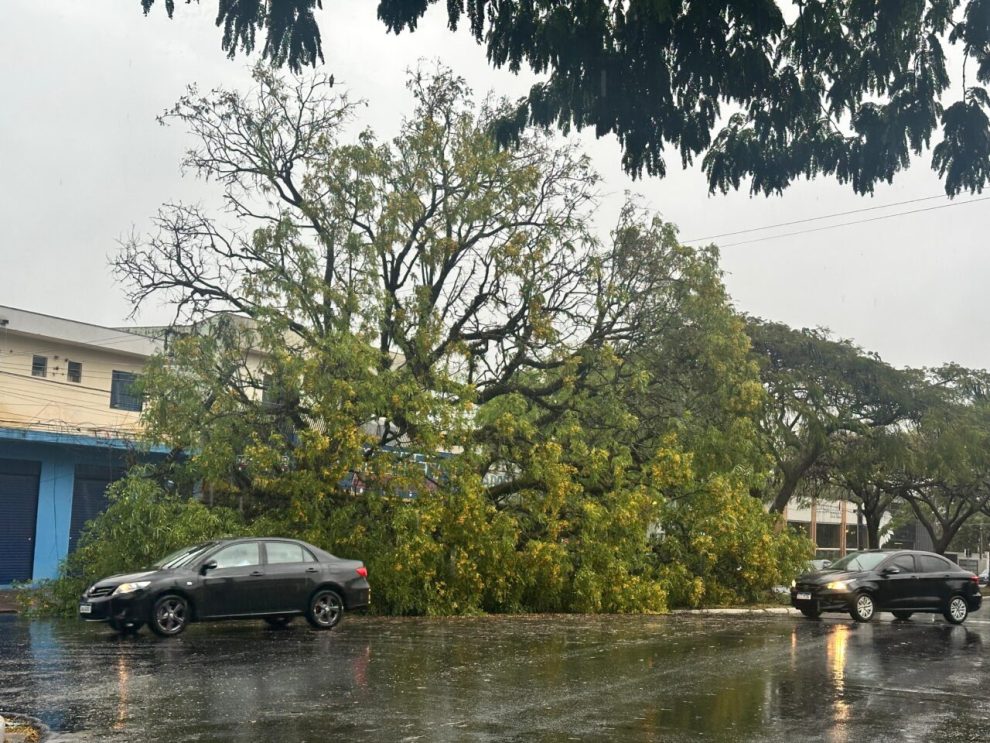 Chuva e rajada de vento de 61,9 km/h causam transtornos em Maringá; árvore caiu sobre veículo