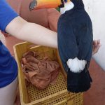 Guarda Civil resgata tucano ferido em distrito de Maringá