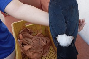 Guarda Civil resgata tucano ferido em distrito de Maringá