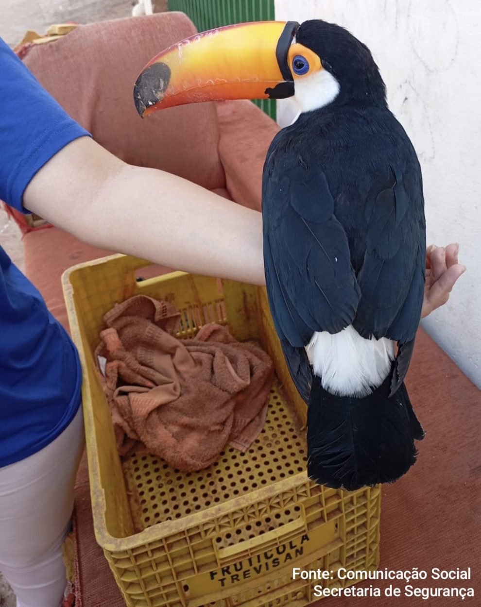 Guarda Civil resgata tucano ferido em distrito de Maringá