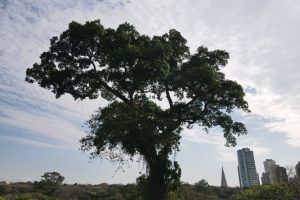 Maringá celebra o 'Dia da Árvore' com atividades no Parque do Ingá; veja a programação