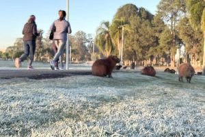 Onda de frio avança no Paraná com tempestade e mínima de 3°C