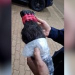 PRF apreende R$ 250 mil em cabelos humanos escondidos em carro na BR-277, no Paraná