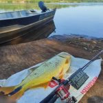 Pescador é preso no Noroeste do Paraná com dourado de 7,7 kg