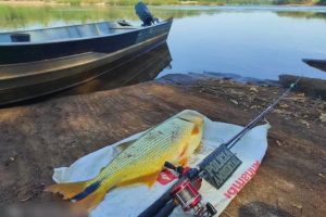 Pescador é preso no Noroeste do Paraná com dourado de 7,7 kg