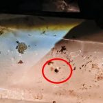 Polícia procura por armas usadas no crime em Icaraíma, uma delas um fuzil