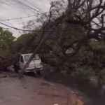 Temporal em Maringá causa 13 quedas de árvores; dois carros foram atingidos e duas pessoas sofreram ferimentos 