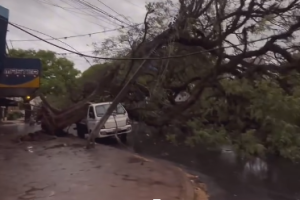 Temporal em Maringá causa 13 quedas de árvores; dois carros foram atingidos e duas pessoas sofreram ferimentos 