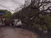 Temporal em Maringá causa 13 quedas de árvores; dois carros foram atingidos e duas pessoas sofreram ferimentos 