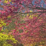 primavera aumenta riscos de alergias respiratórias