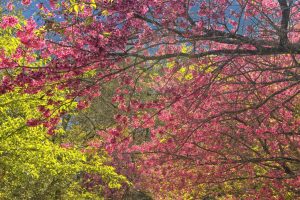 primavera aumenta riscos de alergias respiratórias