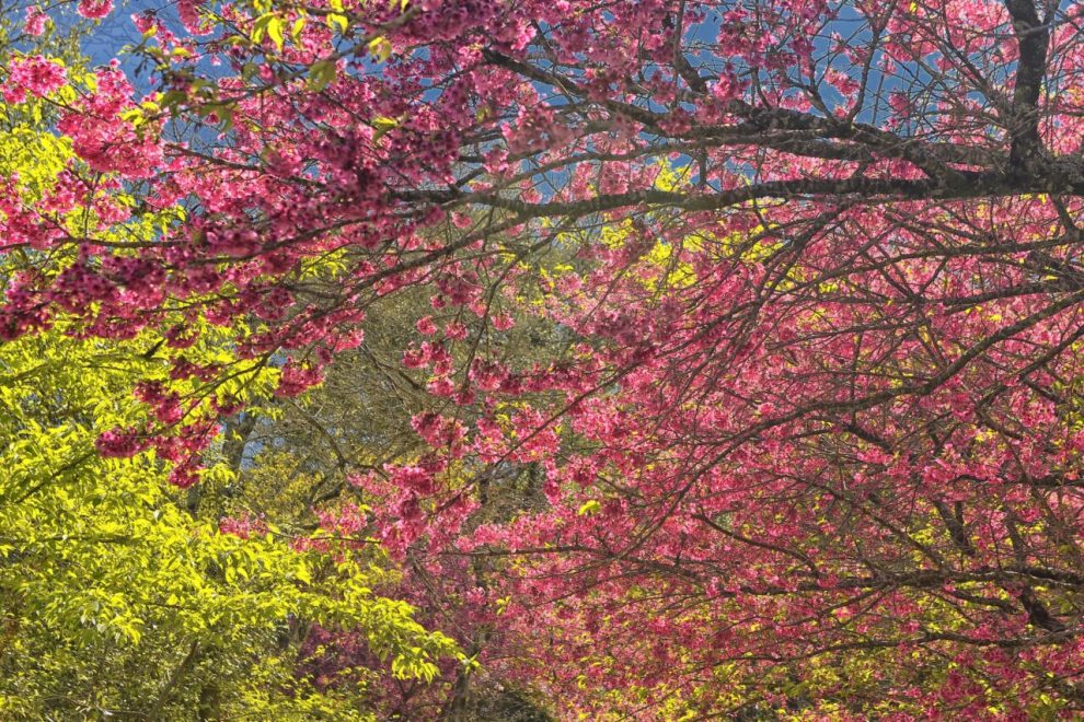 primavera aumenta riscos de alergias respiratórias