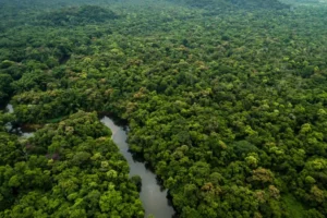 Amazônia registra 3º menor desmatamento da história