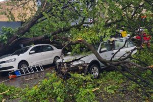 Árvore cai em cima de carro em movimento e deixa motorista ferido, em Maringá