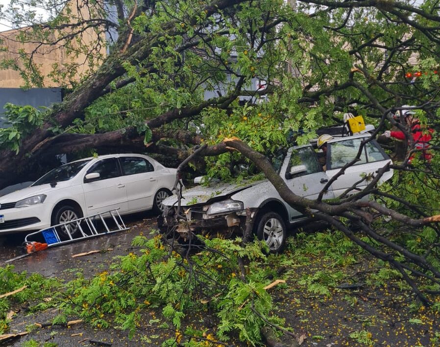 Árvore cai em cima de carro em movimento e deixa motorista ferido, em Maringá