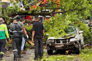 Árvore cai sobre carros em Maringá e deixa homem ferido