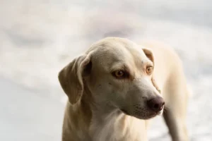 Brasil está entre os países com mais cães do mundo