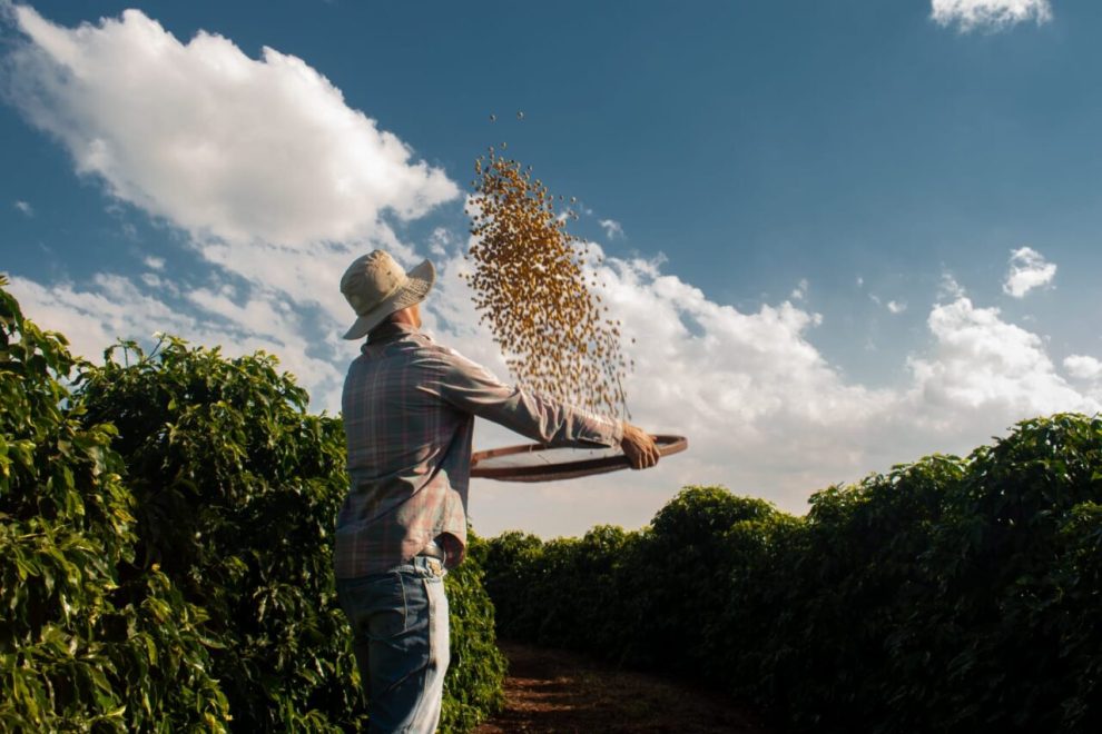 Cafés produzidos na região de Maringá estão entre os melhores do Brasil; saiba por quê