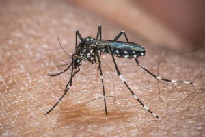 Chikungunya volta a atacar nos Estados Unidos