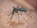 Chikungunya volta a atacar nos Estados Unidos