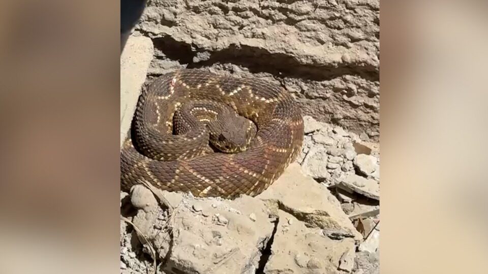 Cobra Cascavel é resgatada em empresa; vídeo