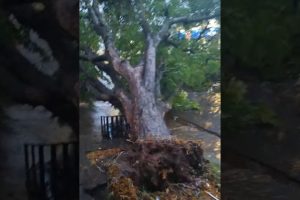 Com rajadas de vento e chuva intensa, Maringá registra queda de árvore e mobiliza equipes de emergência; vídeo