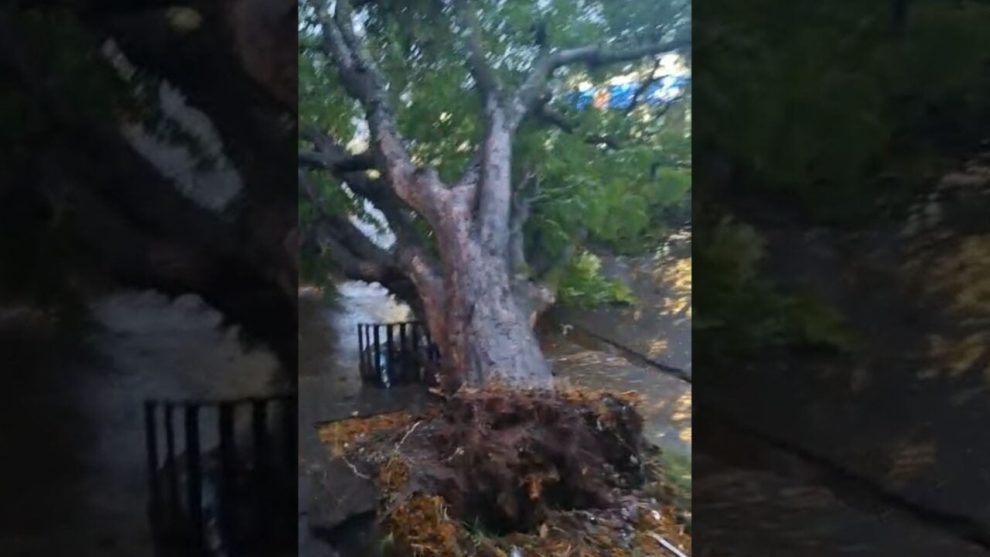 Com rajadas de vento e chuva intensa, Maringá registra queda de árvore e mobiliza equipes de emergência; vídeo