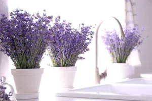 Conheça cinco plantas 'repelentes' que afastam os insetos de sua casa