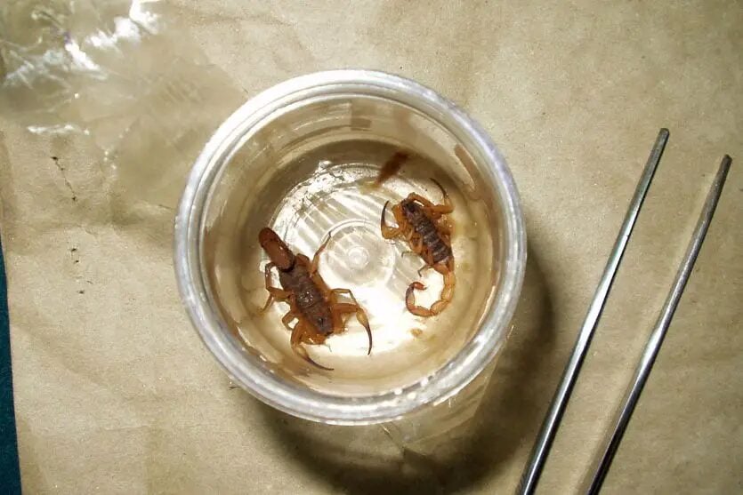 Criança de 12 anos morre após picada de escorpião em cidade do Paraná