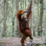 De gorilas a lagartos, veja as 40 fotos mais cômicas da vida selvagem