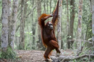 De gorilas a lagartos, veja as 40 fotos mais cômicas da vida selvagem