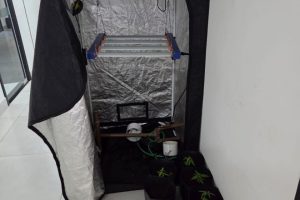 Estufa de maconha é descoberta durante operação em bairro de Maringá