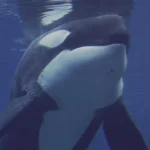 Família francesa tem barco afundado por sete orcas no Atlântico; vídeo