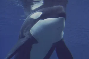 Família francesa tem barco afundado por sete orcas no Atlântico; vídeo