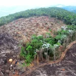 Fazendas ilegais de gado devastam áreas protegidas na Amazônia