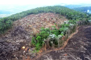 Fazendas ilegais de gado devastam áreas protegidas na Amazônia