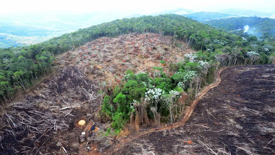 Fazendas ilegais de gado devastam áreas protegidas na Amazônia