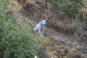 Fotógrafo registra a 1ª imagem de um lince-ibérico branco: “Paralisado"