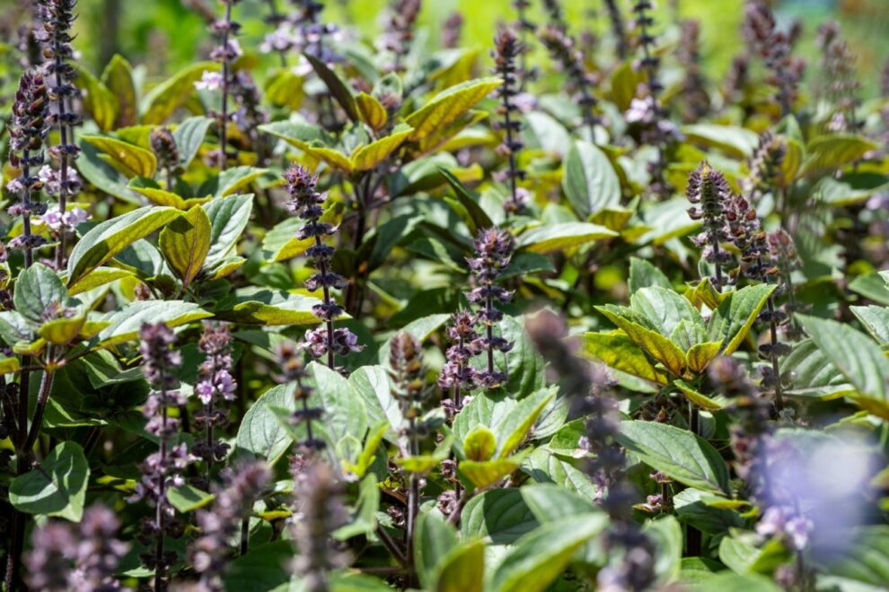 Itaipu e Itaipu Parquetec prorrogam cadastro para profissionais que ministrarão oficinas de hortas no PR e MS