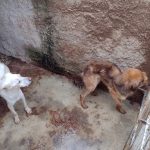 Justiça inocenta mulher acusada de maus-tratos a mais de 200 animais