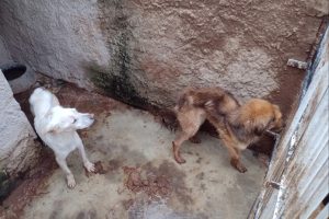 Justiça inocenta mulher acusada de maus-tratos a mais de 200 animais