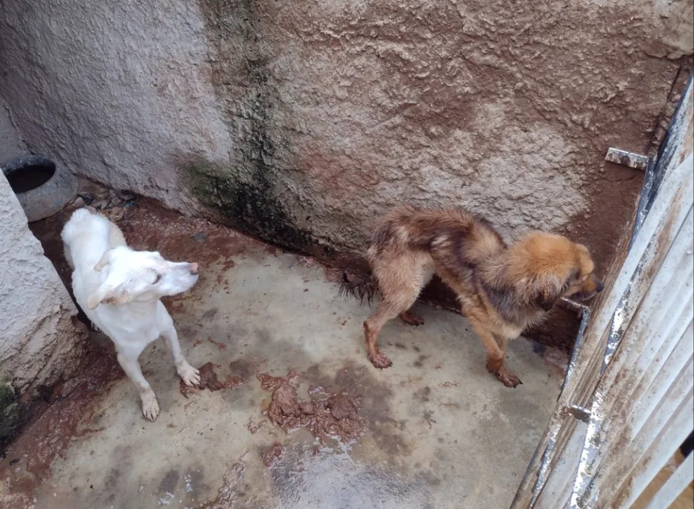 Justiça inocenta mulher acusada de maus-tratos a mais de 200 animais
