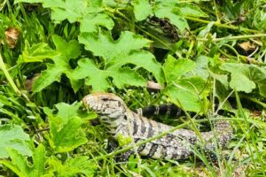 Lagarto é flagrado na pista do Parque do Ingá, em Maringá