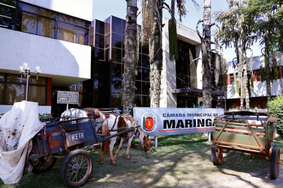 Lei que proíbe veículos de tração animal em Maringá completa oito anos em meio a crescimento do debate nacional sobre o tema