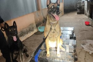 Mãe e filha são presas por tráfico de drogas em Maringá; mais de 340 kg de maconha foram apreendidos