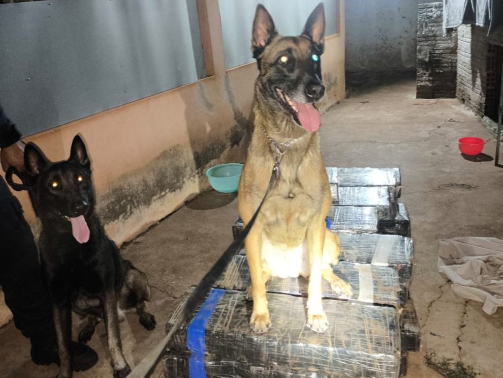 Mãe e filha são presas por tráfico de drogas em Maringá; mais de 340 kg de maconha foram apreendidos