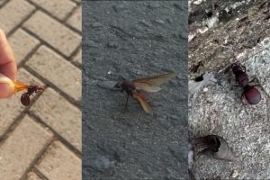 Maringá registra aparição de 'formigas gigantes'; entenda o fenômeno