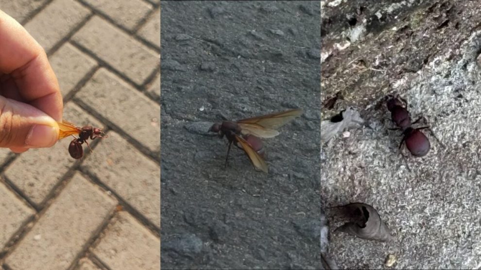 Maringá registra aparição de 'formigas gigantes'; entenda o fenômeno
