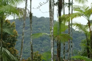 Mata Atlântica perde 2,4 milhões de hectares em 40 anos
