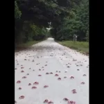 Milhares de caranguejos pintam Austrália de vermelho em migração anual